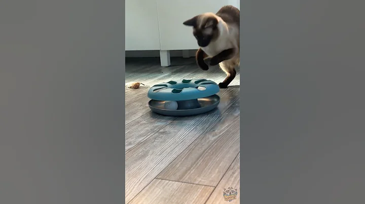 Video 10844261: siamese funnycats cutecats, siamese cat, funnycats catplaying, cat fun