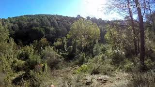 Lance Jabali 03/11/2018 - Colla del Senglar Caldes de Montbui