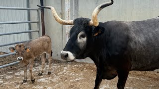 Vaca campeona mundial