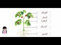 اجزاء النباتات للاطفال