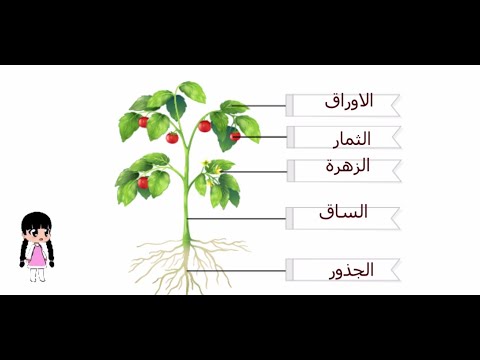 اجزاء النباتات للاطفال