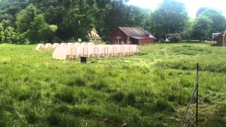Pasture rotation of chickens and sheep