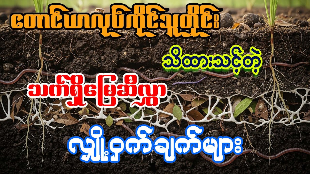 💰 ဓာတ်မြေဩဇာဖိုး ၅၀% ချွေတာပြီး အထွက်နှုန်းတိုးစေမယ့် လျှို့ဝှက်ချက် (မသိသူကျော်သွား သိသူဖော်စား)