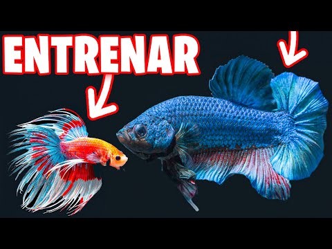 Video: Cómo reconocer las enfermedades de los peces de acuario: 8 pasos (con imágenes)