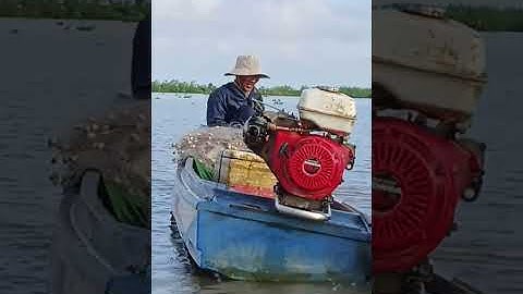 Thả lưới mùa nước nổi  Mộc Hóa tháng 11.2025 .