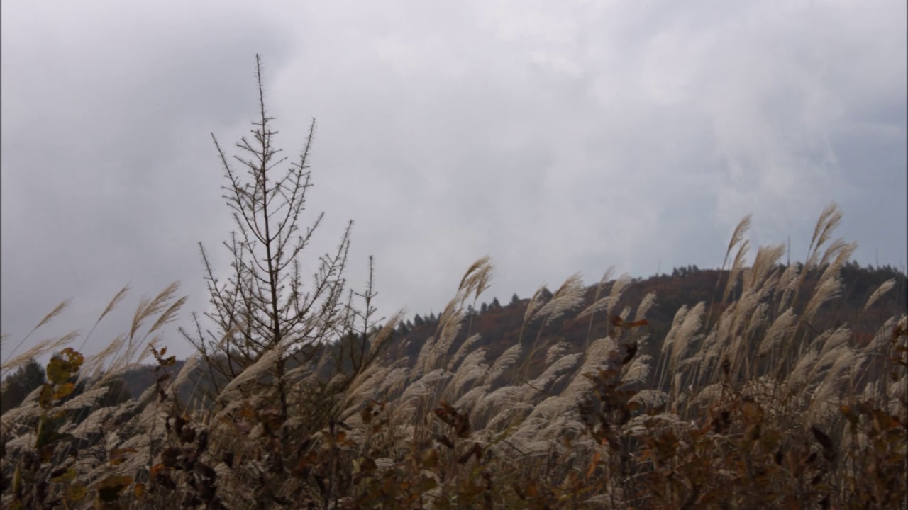 Love seasons (ZOOM) YouTube