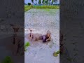 Ricegrower ơ ơ