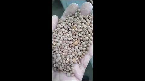 Malaysia 1TPH lentil processing plant