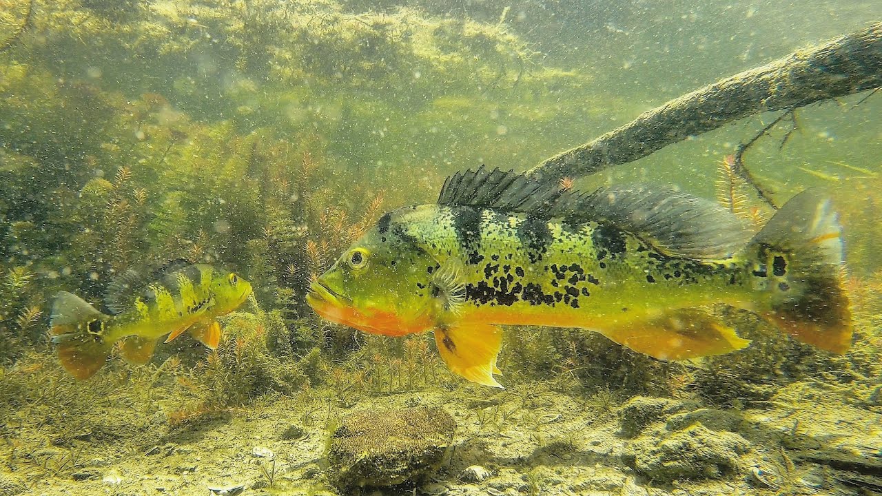 First Ever Footage of Peacock Bass Spawning in Natural Habitat in Miami