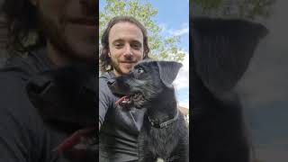 Mr Black 🖤 | Wolvebrigg Puppies