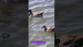 Welcome to Lake Balboa/Anthony C. Beilenson Park!. Follow me 🦋