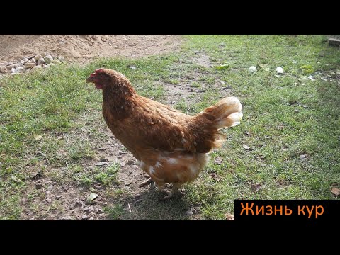 Жизнь кур. Часть десятая: Старость