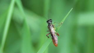 Sawfly (Tenthredinidae: Tenthredo varipicta?) on Grass Blade