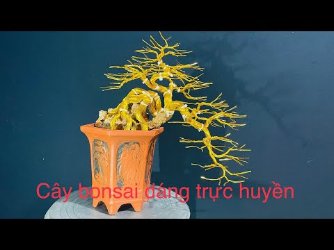 Video Chia sẽ cách làm cây bonsai dáng trực huyền. Nghệ... - youtube
