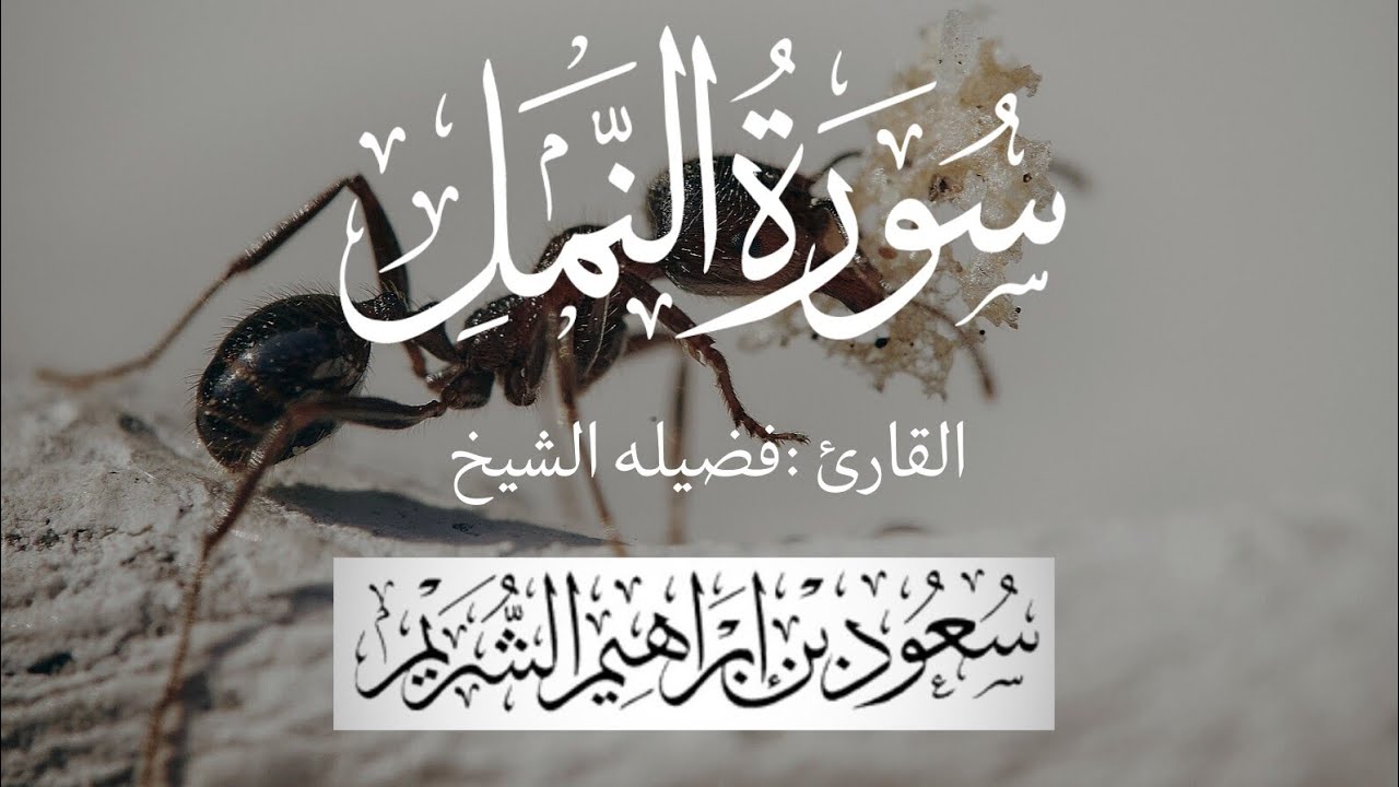 سورة النمل كاملة لفضيلة الشيخ :سعود الشريم 🌴 