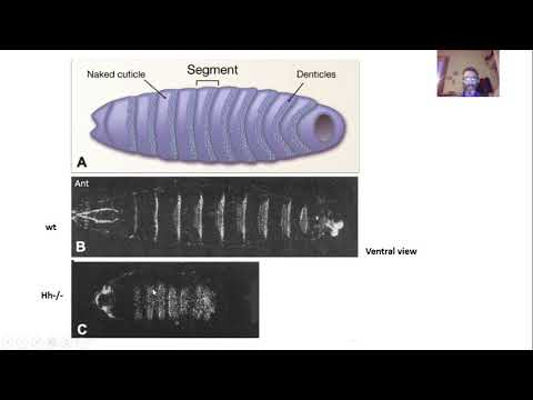 Video: Madm (molecola Adattatore Mlf1) Collabora Con Bunched A Per Promuovere La Crescita In Drosophila