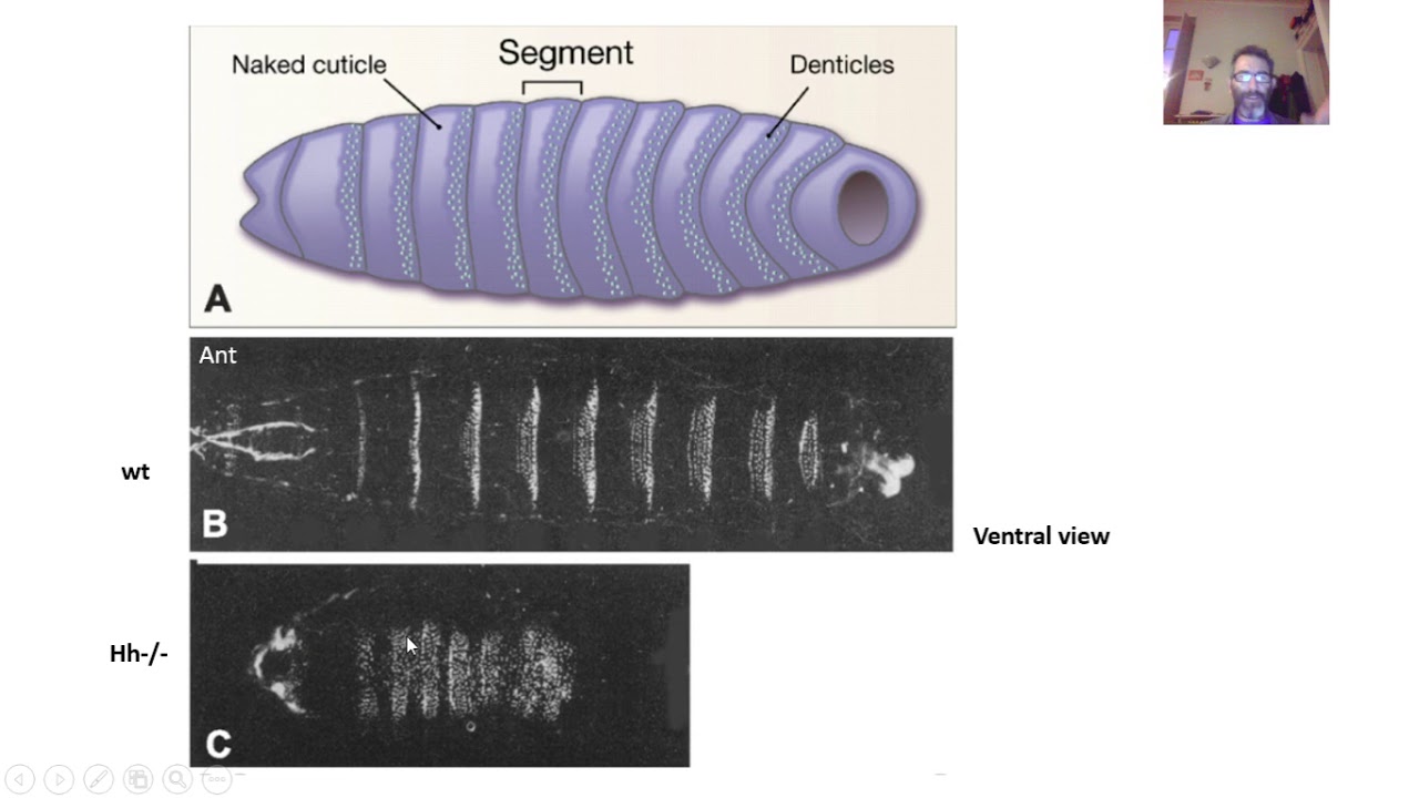 BCS 2018 07a Drosophila Segment Polarity and Hox genes - YouTube