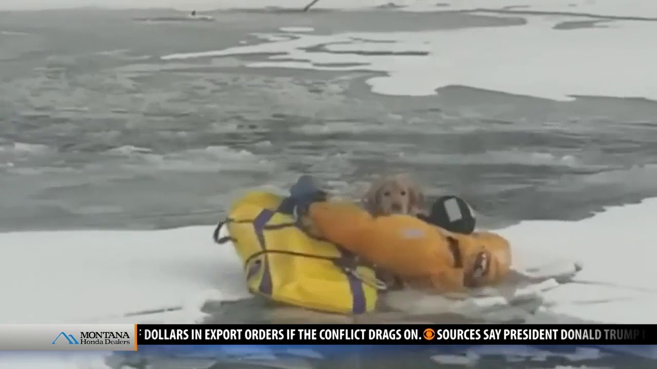 Dramatic rescue saves dog - YouTube