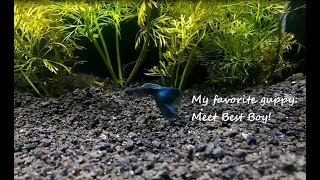 Cochu Tetras, Rainbowfish and Blue Hawaiian Moscow Guppy Updates - Meet Best Boy!