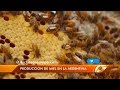 La realidad de los productores apícolas en Argentina - Bichos De Campo