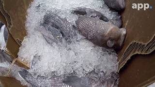 Coronavirus in NJ: Markets for commercial fishermen