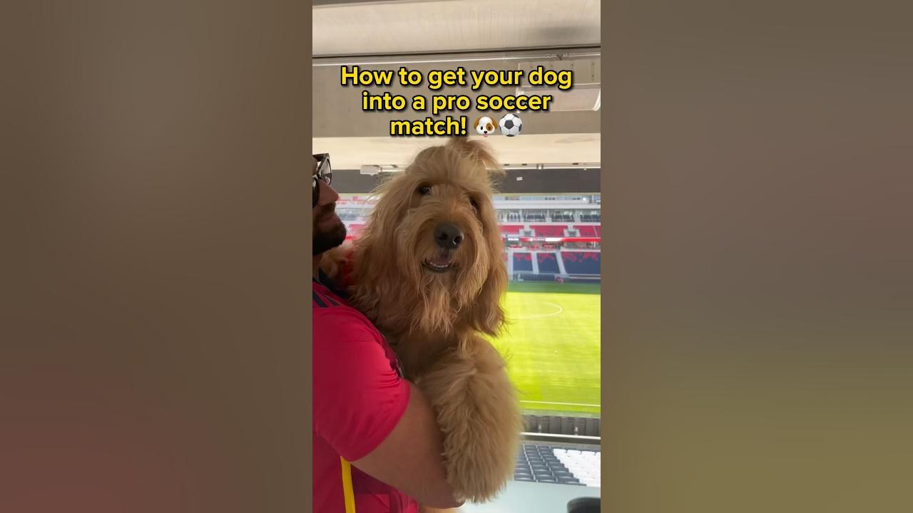 How to get your DOG into a pro soccer match! ad soccer 