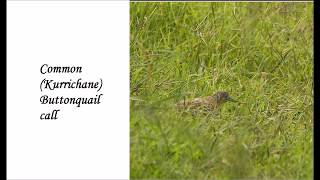 Common Buttonquail call
