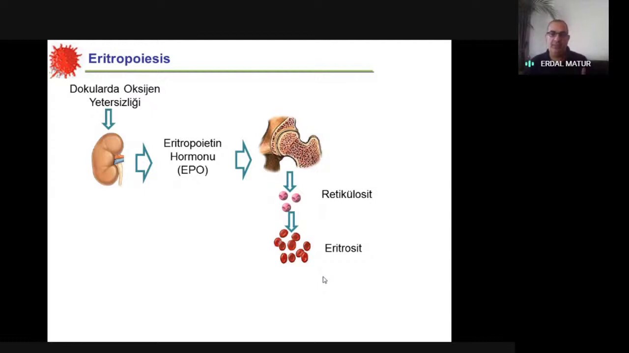Prof. Dr. Erdal MATUR: Hemogramın yorumlanması