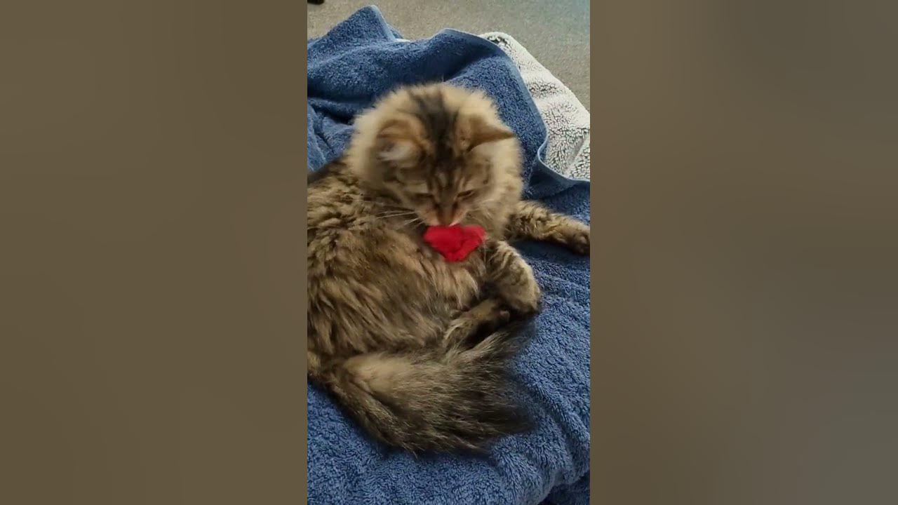 placing-things-on-my-cat-shorts-youtube