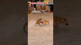 বানোরে কান্ড🥰💕#shorts #funny #monkey ৳dog #video #yt