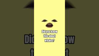 Tale of a Whale. Check comment #relatable #algorithm #youtubeshorts #youtube #shorts #whale
