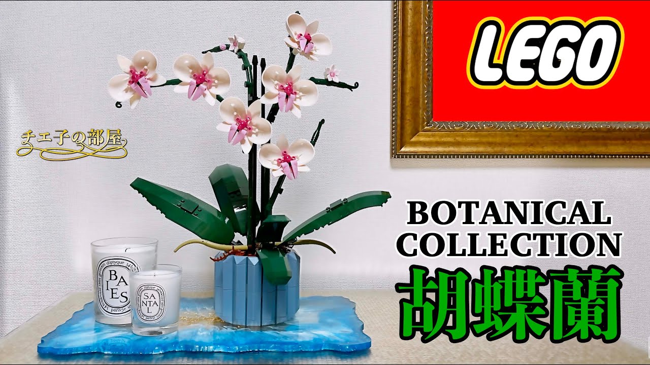 胡蝶蘭 New LEGO] Phalaenopsis Orchids Make a Stylish Gift♡ Botanical