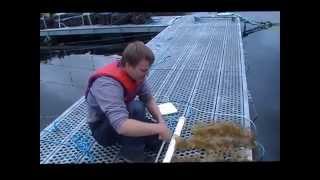 Kyuquot Multi Trophic Aquaculture Kelp Culture 1