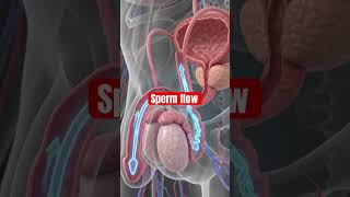 #youtubeshorts #youtube #spermhealth #sperm