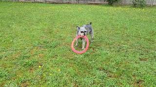 Balto battles his frisbee