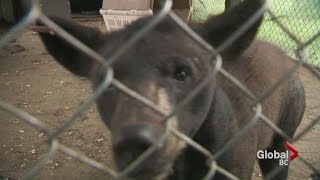 Orphaned bear cubs released back into the wild