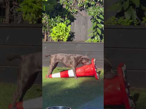 Complete opposites #dog #puppy #dogs #americanbully #staffy