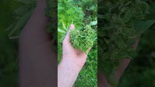 Outdoor Guerilla Grow Outdoor Grow Uk