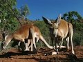 Deadly Australians Kangaroos are Champion kick boxers.mov
