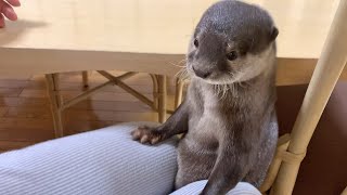 Cute otter Bingo&Belle is fully spoiled by mom and dad