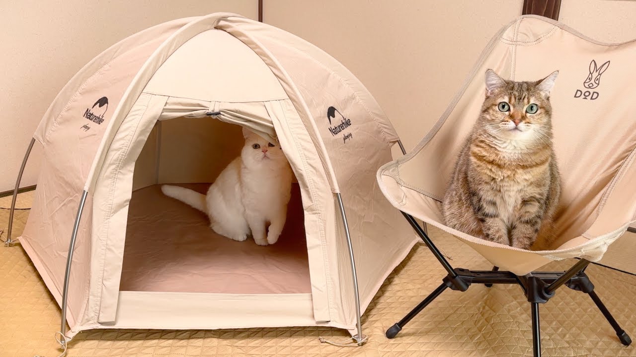 I Tried Camping at Home for Cats Who Can't Go Outside… - YouTube