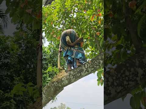 On the tree
