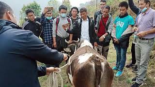 ##Casting for Cow & Buffalo## Bharat Pokharel