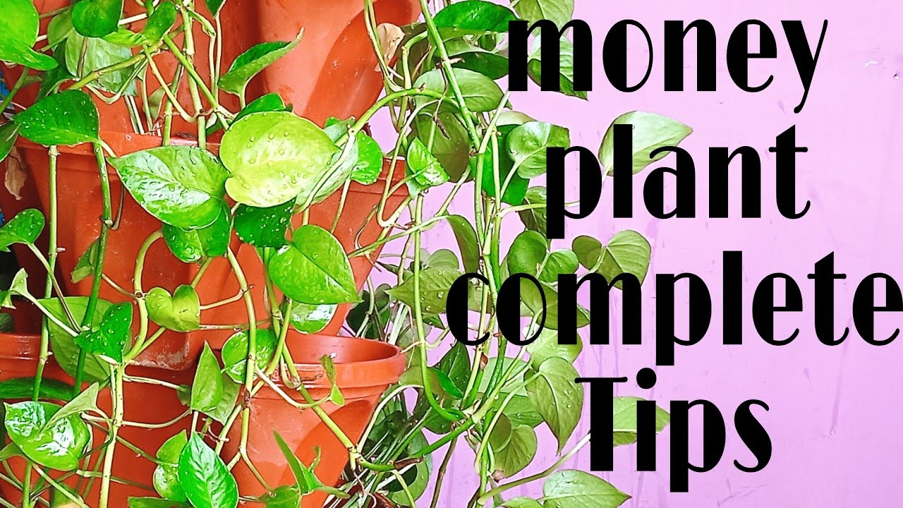 Grow money plant money will come automatically to your home YouTube