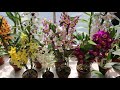 春石斛大合集&浅谈春石斛开爆花的秘诀  My dendrobium collection