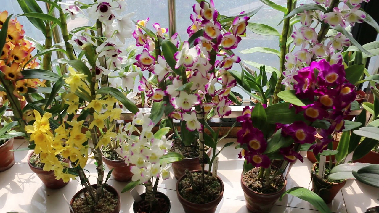 春石斛大合集&浅谈春石斛开爆花的秘诀  My dendrobium collection