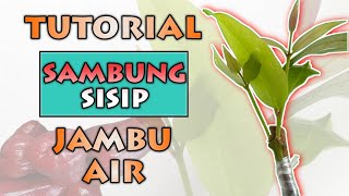 Sambung Sisip Jambu Air | Cara Membuat Tanaman Jambu Air Cepat Berbuah