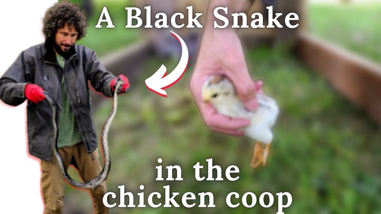a Black Snake was in the Chicken Coop
