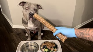A FEAST fit for an XL American Bully! #dog #dogs #puppy #doglover #love #pets #xlbully #dogshorts