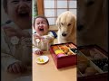 おせちを食べる赤ちゃんとわんこ #赤ちゃん #犬 #cute #pets #funny #dog #baby